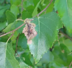 Amber-marked Birch Leaf-miner Sawfly thumbnail 1
