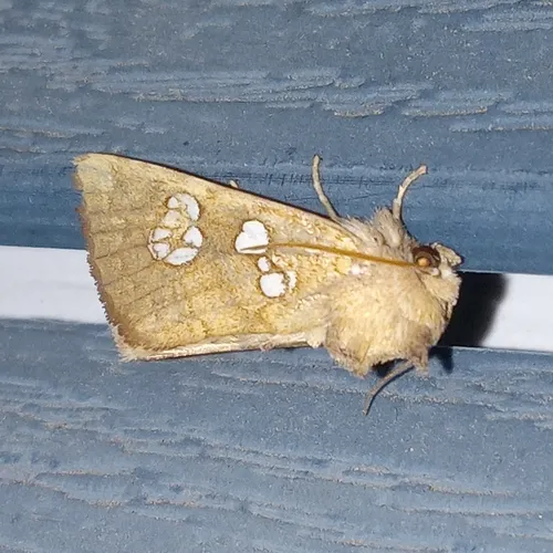 Ash Shoot Borer Moth