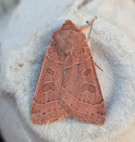 Mesogona olivata