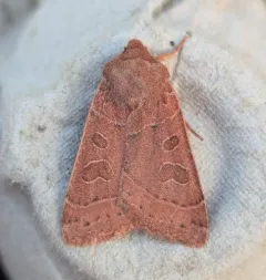 Mesogona olivata thumbnail 1