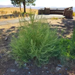 Fivehorn smotherweed thumbnail 3