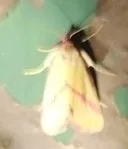 Ernestine's Moth