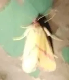 Ernestine's Moth thumbnail 1