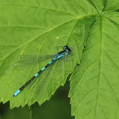 Taiga Bluet thumbnail 2