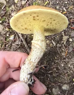 Sour Cap Suillus thumbnail 3