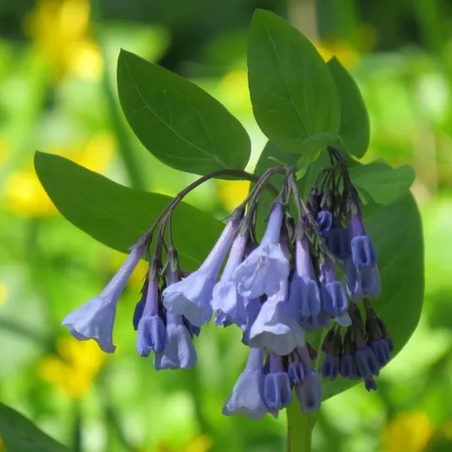Virginia bluebells