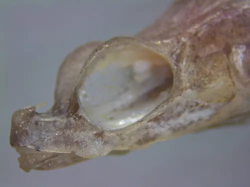 Alligatorfish