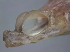 Alligatorfish thumbnail 1