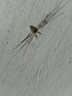 Fork-palped Harvestman thumbnail 3