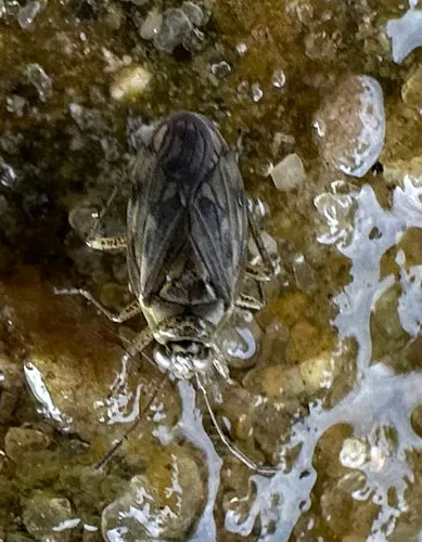 Pentacora sphacelata