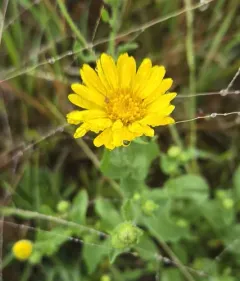 Camphorweed thumbnail 2