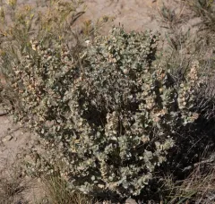 Shadscale Saltbush thumbnail 2