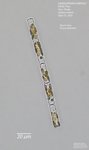 Leptocylindrus danicus