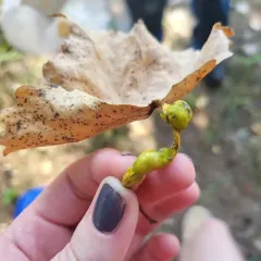 Poplar Petiole Gall Aphid thumbnail 4