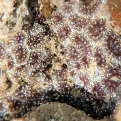 Star Tunicate thumbnail 4