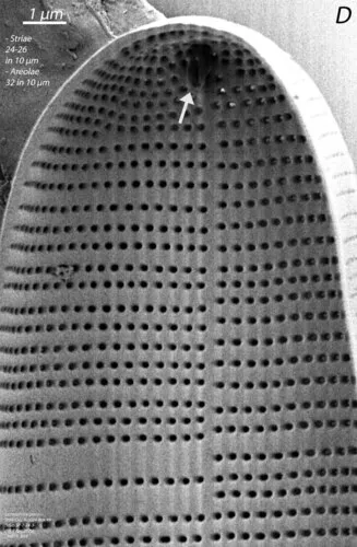 Licmophora gracilis