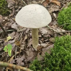 Ghost Bolete thumbnail 1