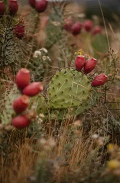 Brown-spined Pricklypear thumbnail 2