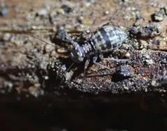 Mesopsocus unipunctatus thumbnail 2