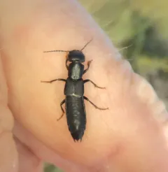 Tasgius melanarius thumbnail 2