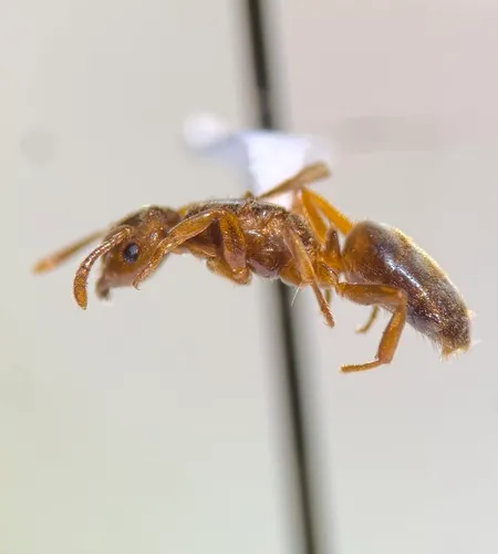 Lasius subglaber