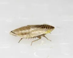 Red-Tailed Leafhopper thumbnail 3