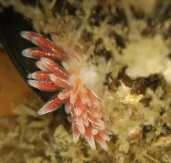British Columbia Aeolid thumbnail 1