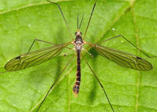 Tipula oropezoides