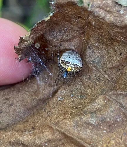 Humped bog orbweaver