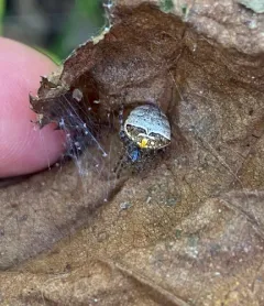 Humped bog orbweaver thumbnail 1