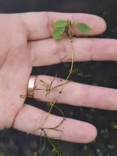 diverse-leaved pondweed thumbnail 2
