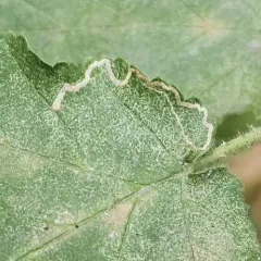 Hazel Leafminer Moth thumbnail 3