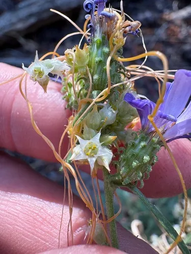 Western Dodder