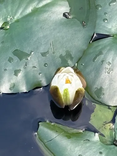 white water lily