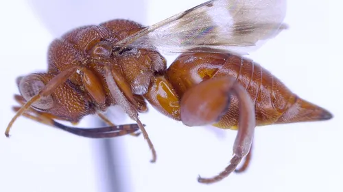 Hockeria rubra