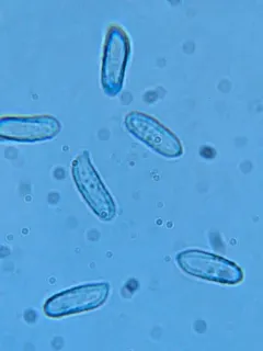 Ramaria testaceoflava thumbnail 1