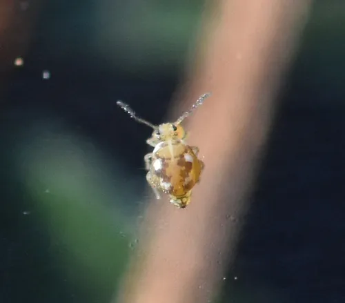 Bourletiella juanitae