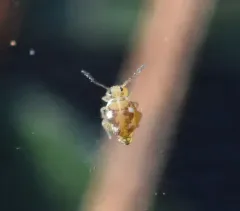 Bourletiella juanitae thumbnail 1