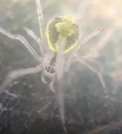 Theridion varians thumbnail 1