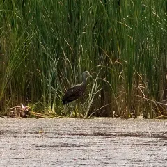 Limpkin thumbnail 1