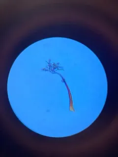 Macbrideola cornea thumbnail 2