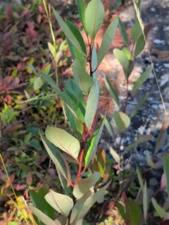 Susquehana Sandcherry thumbnail 2