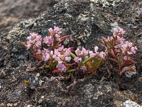 scatter knotweed