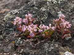 scatter knotweed thumbnail 1