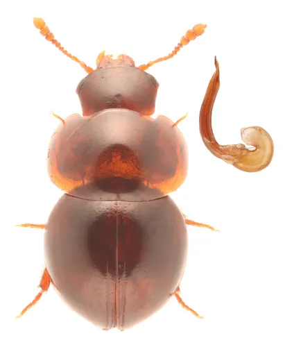 Agathidium fawcettae
