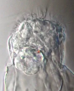 Beauchampiella eudactylota thumbnail 3