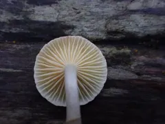 Hygrophorus pusillus thumbnail 1