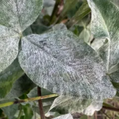 Clover Powdery Mildew thumbnail 3