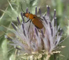 Nemognatha lutea thumbnail 2