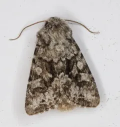 Sutrina Moth thumbnail 2